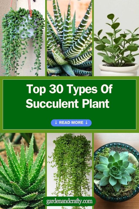 Top 30 Types Of Succulent Plant With Pictures And Names Names Of Succulent Plants, Succulent House Plants, Succulents Names And Pictures, Types Of Succulents With Pictures, Different Succulents Plants, Succulent Names And Pictures, Succulents In Garden, Identifying Succulents, Succulent Plants Indoor