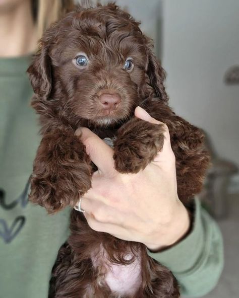 Mini Aussiedoodles for sale | Jupiter Doodles Mini Ausidoodle, Mini Aussiedoodles, Aussie Doodle, Mini Aussiedoodle, Aussiedoodle Puppies, Cute Puppies For Sale, Dream Puppy, Doodle Dogs, Puppy Mom