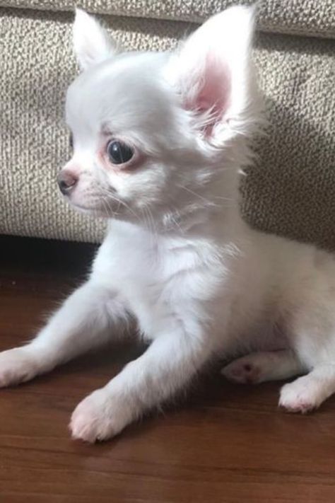 Chiwawa Puppies, Psy Chihuahua, Pet Humor, Teacup Chihuahua Puppies, Chihuahua Gifts, Baby Chihuahua, Chihuahua Puppy, Teacup Chihuahua, Cute Chihuahua