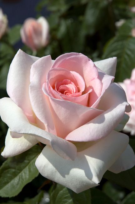 Kristina Webb, Fragrant Roses, Simple Rose, Have Inspiration, Hybrid Tea Roses, Rose Bush, Tea Rose, Tea Roses, Love Rose