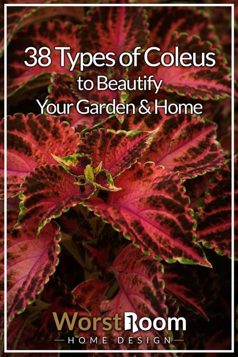 Types of Coleus Coleus Garden Flower Beds, Coleus Garden Ideas, Coleus Containers Color Combinations, Types Of Coleus Plants, Coleus Plants Varieties, Coleus Plants Planters, Coleus Landscaping, Coleus Plants Care, Trailing Coleus