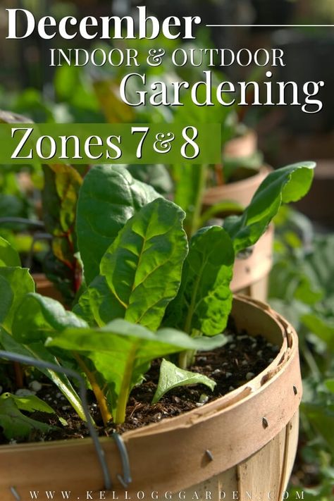 What To Plant In January Zone 7, Prepping Garden For Winter, What To Plant In January In Zone 8, 7b Gardening Zone, When To Plant Vegetable Garden Zone 7, Zone 8 Gardening, Zone 7 Gardening, Homestead Garden Layout, Garden Checklist