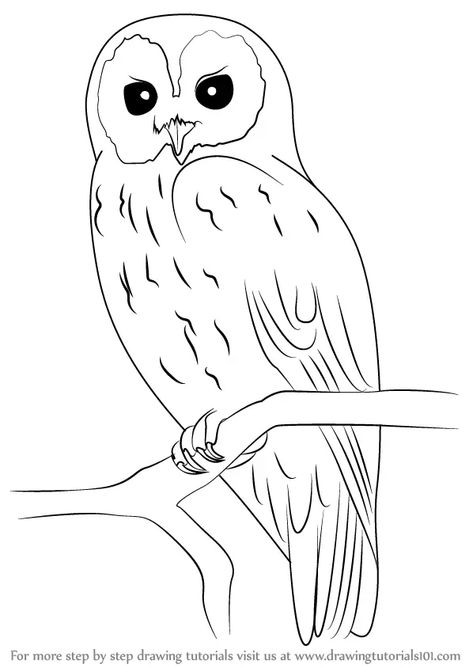 Learn How to Draw a Tawny Owl (Owls) Step by Step : Drawing Tutorials Pictures Of Owls To Draw, Owl Colouring Picture, Pictures To Trace Image, Easy Pictures To Draw Step By Step, Tawny Owl Drawing, Cute Owl Drawing Simple, How To Draw A Owl, Owl Pictures Art, Traceable Drawings To Paint