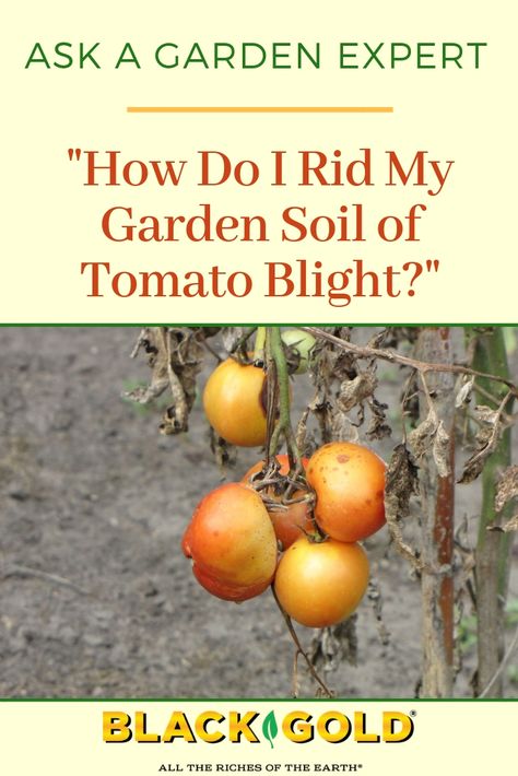 Question: “How do I get rid of blight (early and late) spores in my tomato garden soil?”  Answer: "Tomato early blight and late blight are terrible soil-borne diseases that all tomato growers fear." #tomato #early #blight #late #management #solutions Tomato Blight, Fall Vegetables To Plant, Tomato Growers, Organic Insecticide, Garden Prepping, Organic Gardening Pest Control, Growing Tomatoes In Containers, Organic Pesticide, Astuces Diy