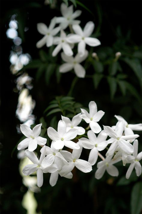 Jasmine Makes a Great Fragrant Plant to Gift Jasmine Plant Care, Evergreen Vines, Jasmine Plant, Fragrant Plant, Perennial Shrubs, Jasmine Flower, Florist Shop, Fragrant Flowers, Spring Blooms