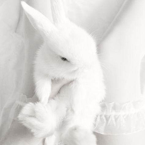 Aesthetic Bunny, Angelic Aesthetic, Angelcore Aesthetic, Y2k Soft, Bunny Aesthetic, Bunny Plates, White Goth, Angel Aesthetic, Animals Cute