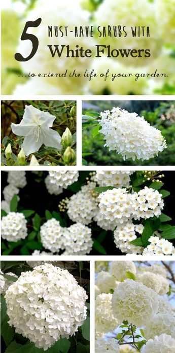 Shrubs With White Flowers, White Flowering Shrubs, White Flowers Garden, Garden Shrubs, White Plants, Moon Garden, Have Inspiration, Flowering Shrubs, White Gardens