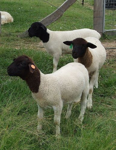 Meat Sheep, Dorper Sheep, Baa Baa Black Sheep, Friends Coffee, Sheep Breeds, Counting Sheep, Sheep Farm, Sheep And Lamb, Barnyard Animals