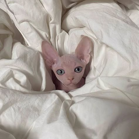 Sphynx Cat Aesthetic, Hairless Kitten, Silly Cats Videos, Cute Hairless Cat, Sphinx Cats, Bed Aesthetic, Saying Hi, Devon Rex Cats, Hairless Cats