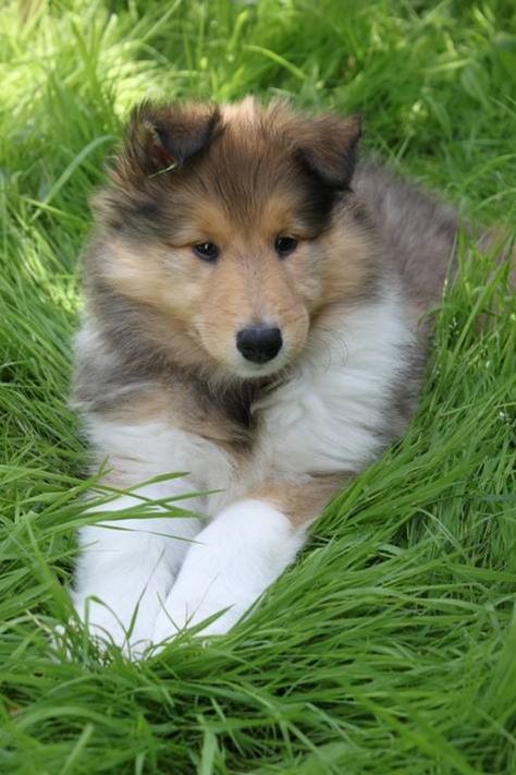 Rough Collie, Rough Collie Puppy, Sheltie Puppy, Rough Collies, Collie Puppy, Sheep Dogs, Sheltie Dogs, Collie Puppies, Kittens And Puppies