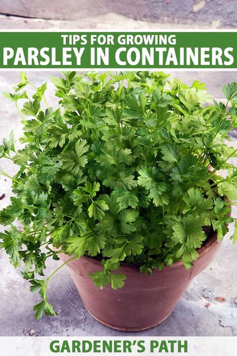 Aromatic and richly flavored, parsley is used to enhance a wide range of savory dishes. Its essential oils make this herb an excellent companion to various vegetables, and it’s a staple potted up for the kitchen garden. Learn how to grow parsley in containers now on Gardener's Path. #parsley #herbgarden #gardenerspath Growing Parsley Indoors, Parsley Growing, How To Grow Parsley, Growing Herbs Inside, Grow Parsley, Growing Parsley, Parsley Plant, Gardening Herbs, Savory Dishes