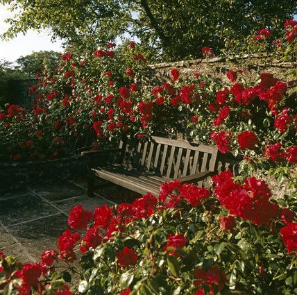 Bordeaux, Red Patio Furniture, Red Roses Garden, Rose Aesthetic, Garden Seat, Aesthetic Roses, Rose Rouge, Garden Seating, Rose Cottage