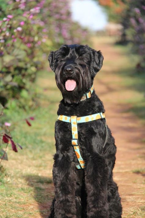 My baby. Love my giant schnauzer! Schnoodle Grooming, Giant Schnoodle, Schnauzer Gigante, Schnauzer Poodle, Schnauzer Cut, Puppy Obedience Training, Dog Behavior Training, Positive Dog Training, Miniature Schnauzer Puppies