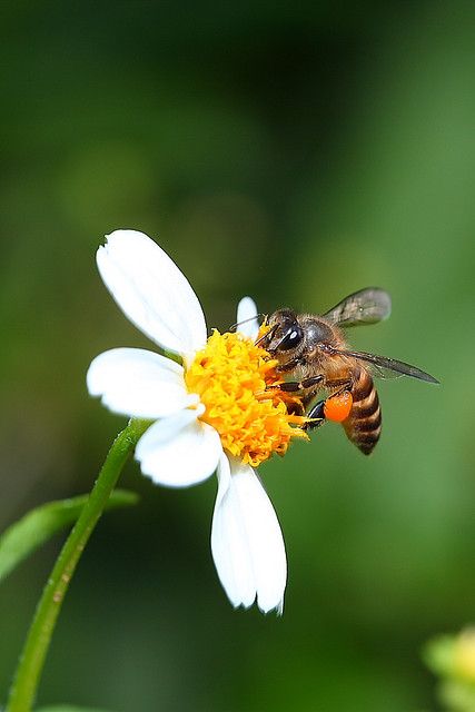 Insect On Flower, Cute Bee Pictures, Bees In Flowers, Pictures Of Bees, Bees On Flowers, Bees Photography, Bee Photos, Bee With Flowers, Bees Cute