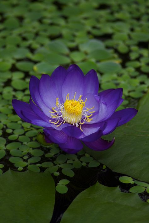 Hd Flower Wallpaper, Delphinium Flowers, Blue Lotus Flower, Lily Lotus, Balcony Flowers, Blue And Purple Flowers, Wallpaper Nature Flowers, Container Flowers, Aquatic Plants