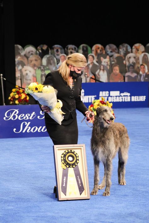 Claire the Scottish Deerhound Wins Best in Show at the 2020 National Dog Show Best In Show Dog, Anna Piaggi, Show Dogs, Golden Retriever Baby, Westminster Dog Show, Miniature American Shepherd, Griffon Dog, Bloodhound Dogs, American Foxhound