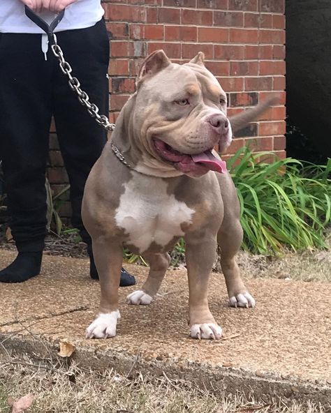 Candy Shop Bullies 🍭🍬 on Instagram: “Cookes enjoying the fresh air🤪🤪 #americanbullies #abkcworldwide🌐 #americanbully #americanbullynation #theabkc #candyshopbullies #tribullies…” American Bully Classic, American Bully Puppy, American Bully Pitbull, Pitbull Blue, American Bully Dog, Bully Puppy, Bully Pitbull, American Bull, Bully Breeds Dogs