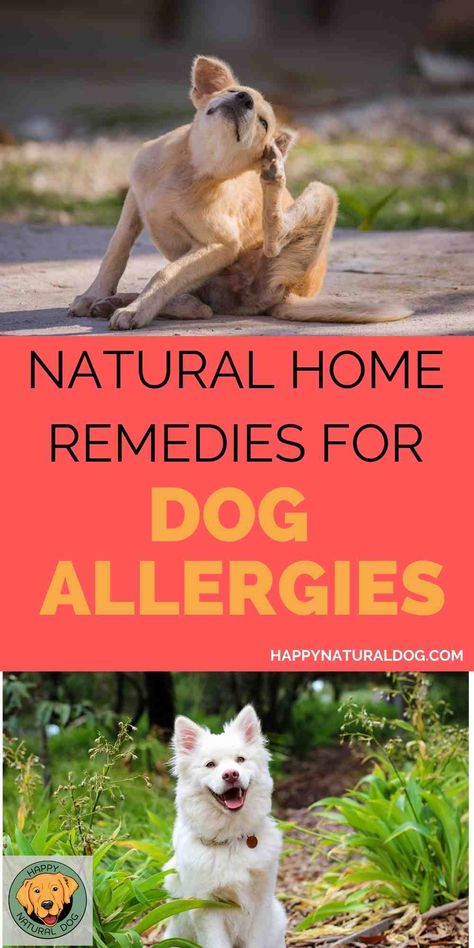 Does your dog have itchy skin, eyes, or paws? Are you wondering if it's from his food or the environment? Do you need home remedies that give your dog allergy relief, but want to use natural remedies? Learn the signs of dog allergies and how to use supplements, essential oils, healthy food, and more to reduce or eliminate your dog's allergies. Foods For Energy, Dog Allergies Remedies, Best Foods For Energy, Dog Allergy, Dog Skin Allergies, Energy Boosting Foods, Home Remedies For Allergies, Meds For Dogs, Essential Oils Dogs