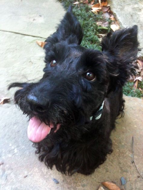 Smiling Black Scottish Terrier Black Terrier, Scottie Terrier, Dog Day Afternoon, Scottie Dogs, Scottish Terriers, Raining Cats And Dogs, Cairn Terrier, White Terrier, Rescue Dog