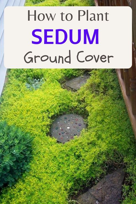 How to Plant Sedum Ground Cover Sedum Ground Cover Ideas, Planting Ground Cover, Stonecrop Sedum Ground Cover, Sedum Garden Ideas, Backyard Ground Cover Ideas, Sedum Ground Cover, Grass Alternatives, Ground Cover Shade, Succulent Ground Cover