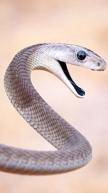 Snake Unhinged Jaw, Snake Mouth Open Side View, Snake Side Profile, Snake Side View, Snake Head Reference, Snake Hissing, Snake Picture, Snake Reference, Snake Cowboy