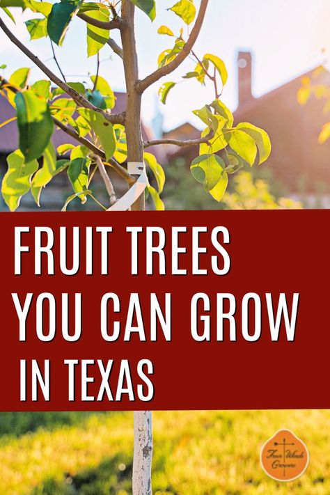 What fruit trees can I grow in Texas? There are four main geographic regions that divide Texas. Each one has one or more growing zones and many more microclimates that should be taken into consideration when choosing your new fruit tree. Best Fruit Trees For Texas, Zone 8 Fruit Trees, Texas Orchard, Gardening In Texas, Growing Peach Trees, Trees Backyard, Dragon Fruit Tree, Backyard Orchard, Fruit Trees Backyard