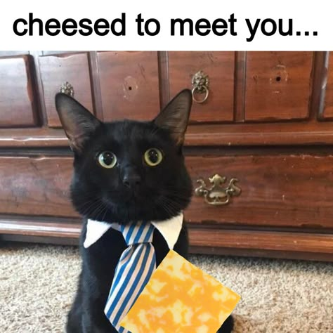 To Meet, Meet You, Cheese