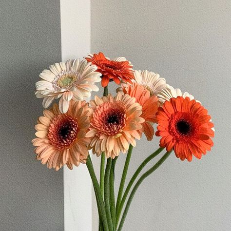 Gerbera Daisy Aesthetic, Gerbera Flower, Vintage Flowers Wallpaper, Sunflower Wallpaper, Flower Handmade, Gerbera Daisy, Flowers Wallpaper, Ceremony Backdrop, Real Flowers