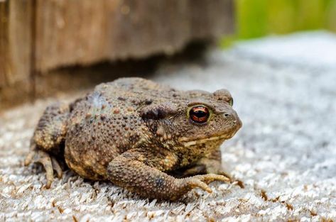 Sapo-cururu enorme encontrado na Austrália bate recorde com seu peso Common Toad, Pacman Frog, Mexico National Team, Mini Donkey, Stick Insect, Pygmy Goat, Exotic Pets, The Common, Toad