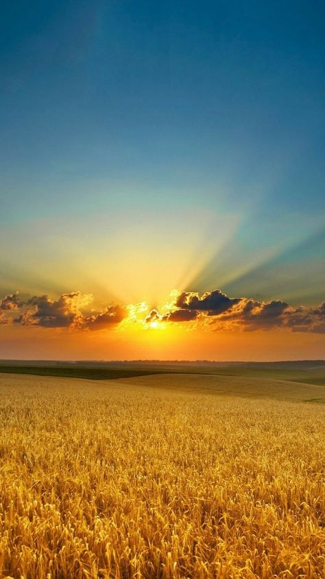 Wheat Field, Sunset Pictures, Beautiful Backgrounds, Beautiful Nature Pictures, Nature Beautiful, Country Life, Beautiful Photography, 그림 그리기, Nature Pictures