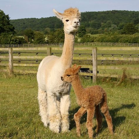 Family Alpaca Images, Alpaca Pictures, Alpaca Farm, Alpaca Throw, Alpaca Scarf, Wool Gloves, Ear Warmer Headband, Cuddle Buddy, Alpaca Fiber