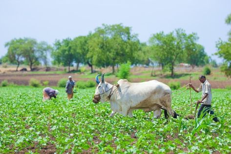 Indian Farming, Sugarcane Field, Mens Cloth, Website Slider, Kgf Photos Hd, Farming Techniques, The Farmer, Light Background Images, Light Background