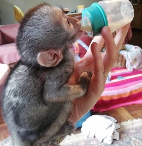 Baby macaque monkey Baby Monkey For Sale, Capuchin Monkey Pet, Pet Monkey For Sale, Monkeys For Sale, Coton De Tulear Puppy, Cute Monkey Pictures, Finger Monkey, Marmoset Monkey, Macaque Monkey