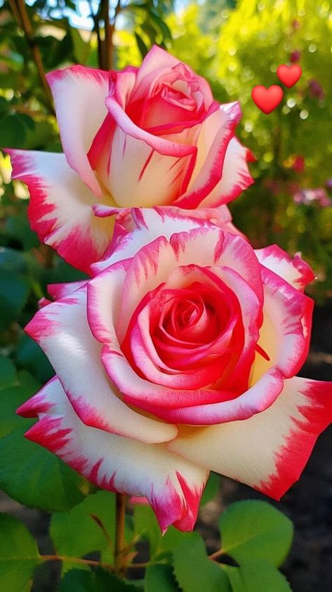 Beautiful Roses & Flowers 🌺 | for you with love Rose Flower Photos, Photo Rose, Rose Belle, Rare Roses, Rose Flower Pictures, Beautiful Flowers Photos, Rainbow Roses, Have Inspiration, Cute Flower Wallpapers