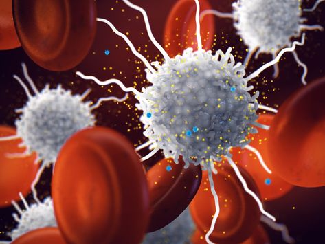 New research identifies key target in relationship between white blood cells, inflammation  | UIC today White Blood Cell, In Relationship, White Blood, White Blood Cells, Blood Cells, The Body, Biology, Target, Key