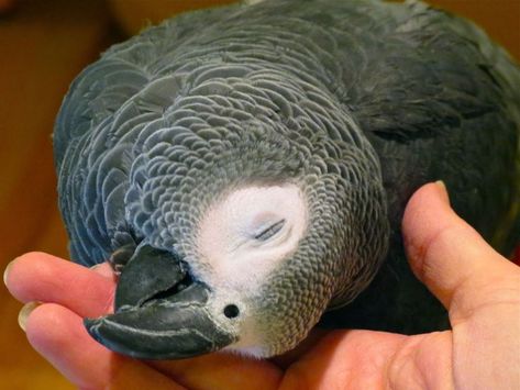 Congo African Grey, Parrot Pet, Parrots Art, Grey Parrot, Funny Parrots, African Grey Parrot, Parrot Toys, African Grey, Nature Birds