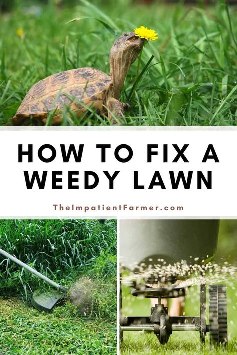 How To Redo Your Lawn, Lawn Hacks, Reseeding Lawn, Centipede Grass, Fescue Lawn, Lawn Weeds, Backyard Improvements, Pinterest Collage, Zoysia Grass