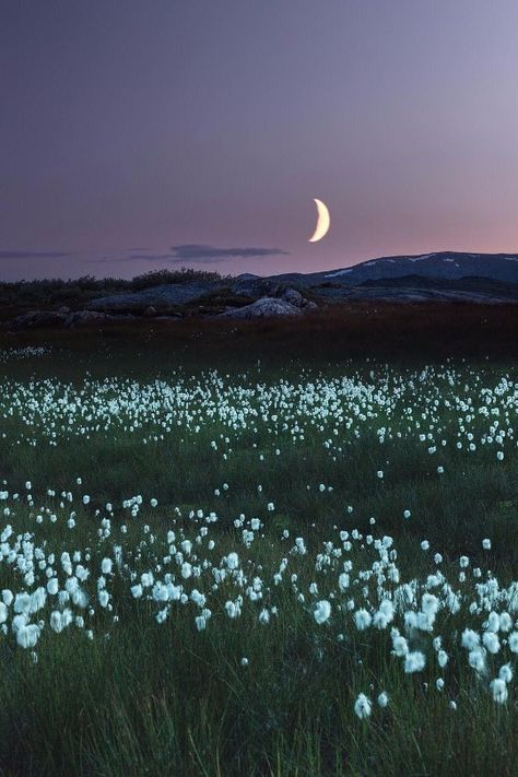 Emma Aesthetic, Being Present In The Moment, Present In The Moment, Beauty Of The World, Being Present, Night Flowers, Night Moon, Night Landscape, Moon Photography