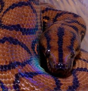 Brazilian Rainbow Boa, Danger Noodles, Call Of The Wild, Pets 3, Snickerdoodles, Reptiles And Amphibians, Amphibians, A Rainbow, Snakes