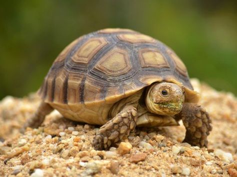 Turtle Facts, Turtle Names, Land Turtles, Tortoise Enclosure, Russian Tortoise, Cute Tortoise, Sulcata Tortoise, Rabbit Cages, Aquatic Turtles