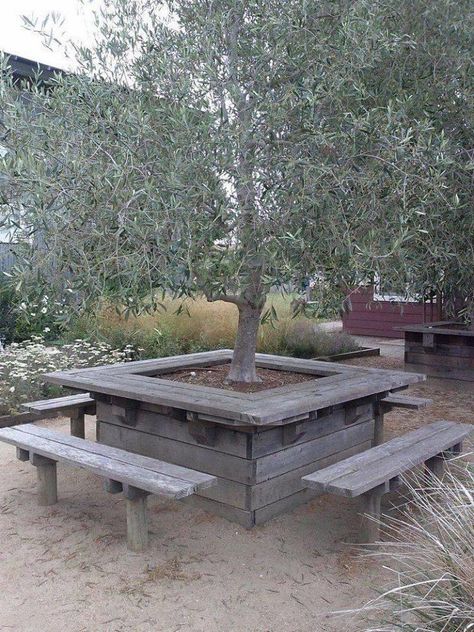 Boom Bank, Bench Around Trees, Landscaping Around Trees, Tree Bench, Coastal Theme, Point Reyes, Picnic Tables, Sparkling Lights, Olive Trees