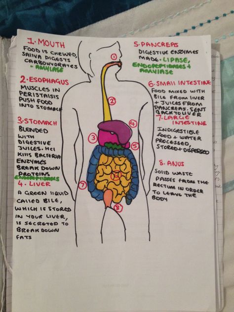 The digestive system, alevel human biology revision :) love working with sharpies! Ks3 Science Revision, Revision Gcse, Emt Life, Doctor Stuff, Biology Diagrams, Science Revision, Biology Revision, Human Biology, Medical Notes