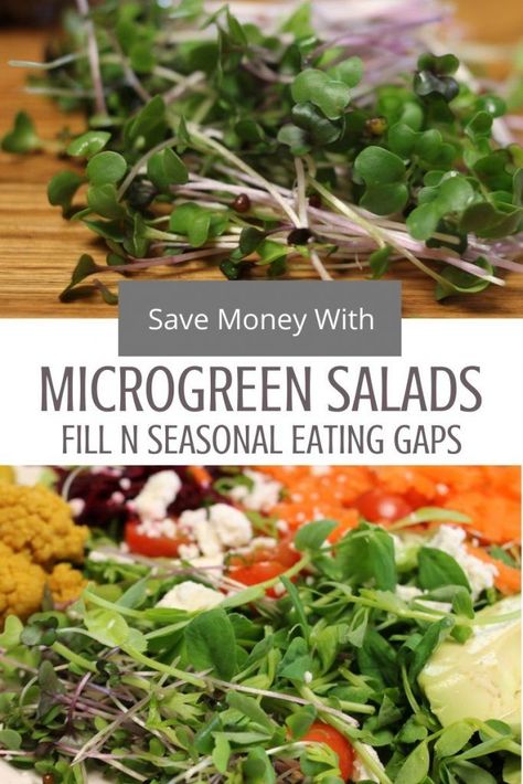 Microgreen Salad, Carrots And Beets, Microgreens Recipe, Lacto Fermented, Frugal Meal Planning, Healthy Homemade Snacks, Seasonal Eating, Seasonal Salad, Fermented Vegetables