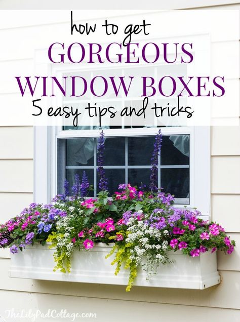 Flower Bed Window, Flower Boxes Outside Front Porches, Purple Window Boxes, Planter Box Arrangement Ideas, Best Plants For Flower Boxes, Colorful Window Boxes, Flowers In Planter Boxes, Planter Box Ideas Flowers, Planter Box Flower Arrangements