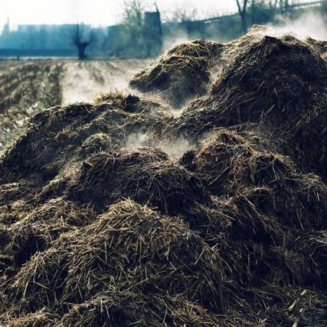 The Difference Between Composted and Dehydrated Cow Manure Manure Composting, Manure Management, Drone Bee, Organic Fertilizers, Calving Season, Artificial Insemination, Dairy Farming, Cow Manure, Composting Process