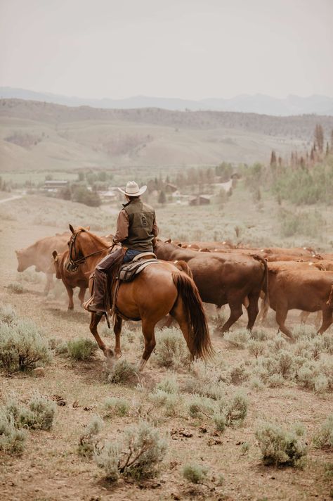 The DRA has dude ranch experts in the West to help you find the perfect ranch to fit your needs and wants. Go through our FAQ to help you choose the best ranch for you. Dude Ranch Vacations, Cowboy Photography, Western Photo, Cattle Ranch, Cattle Drive, Real Cowboys, Western Photography, Western Life, Cattle Ranching