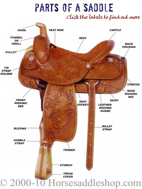 Western saddle Horse Necessities, Horse Lessons, Saddle Shop, Cow Boys, Horse Facts, Transport Museum, Western Saddles, Horse Camp, Horse Anatomy