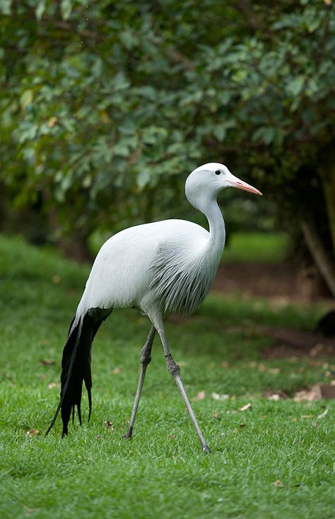 Blue Crane - Birds of South Africa Blue Crane Bird, Blue Crane, Extinct Birds, Crane Fly, Bird Gif, Crane Bird, Herons, Big Bird, Sea Birds