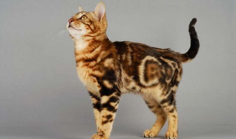 15 Facts About Marble Bengal Cat | Marbled Kittens And Bengal Cats Marble Bengal Cat, Black Bengal Cat, White Bengal Cat, Silver Bengal Cat, Asian Leopard Cat, Hybrid Cat, Bengal Kitten, Leopard Cat, Cat Reference