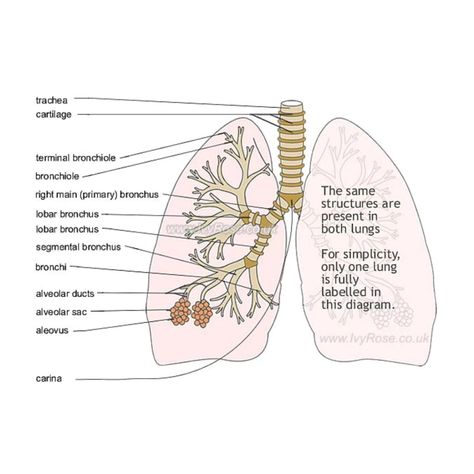 Bronchial Tree The bronchial tree is the system of branching tubes that conduct air from the trachea to the alveoli. It includes: Primary Bronchi: The trachea divides into the left and right primary bronchi, each entering the respective lung. Secondary Bronchi: The primary bronchi branch into secondary (or lobar) bronchi, with three in the right lung and two in the left lung. Tertiary Bronchi: The secondary bronchi further divide into tertiary (or segmental) bronchi, which supply each bron... Bronchial Tree, Lungs, Left And Right, Quick Saves